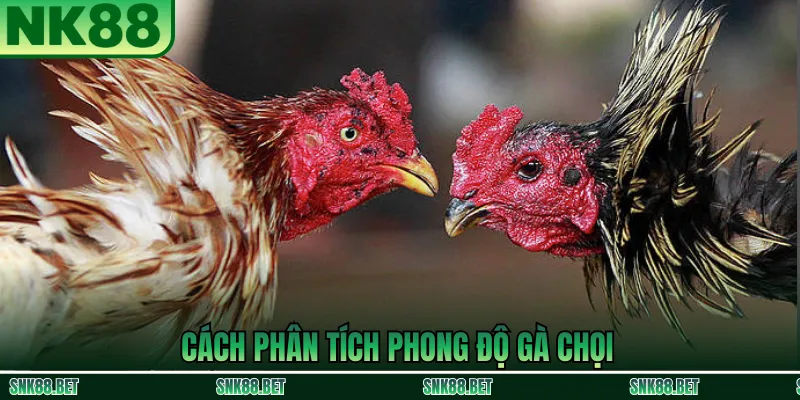 Phân tích phong độ và thể trạng gà chọi trước khi đặt cược
