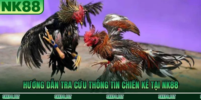 Các bước tra cứu thông tin và phong độ chiến kê trên NK88