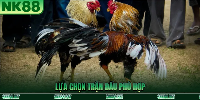 Phân tích và lựa chọn trận đấu đá gà phù hợp tại NK88