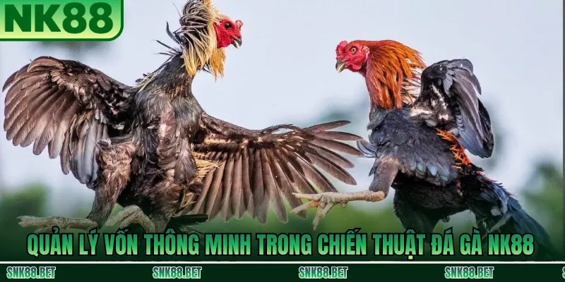 Cách quản lý vốn thông minh khi áp dụng chiến thuật đá gà NK88