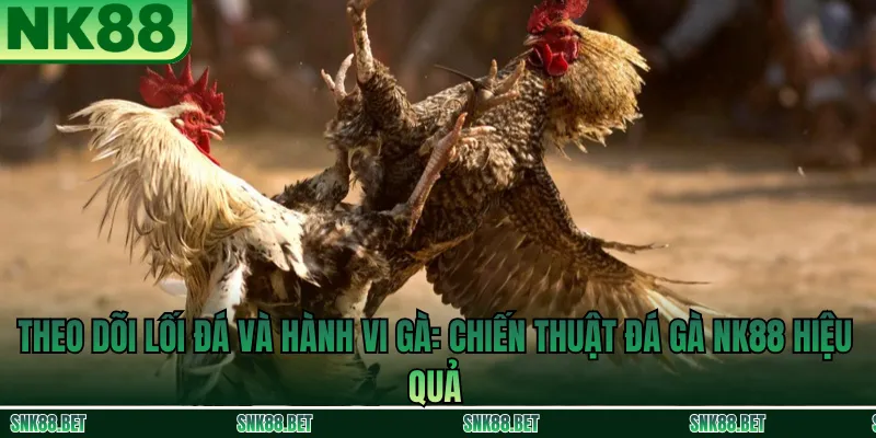Quan sát lối đá và hành vi thi đấu của gà tại NK88