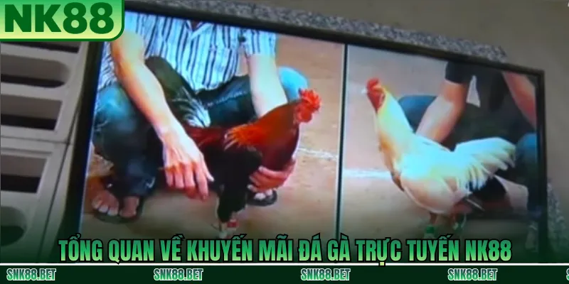 Tổng quan các chương trình khuyến mãi đá gà trực tuyến tại NK88