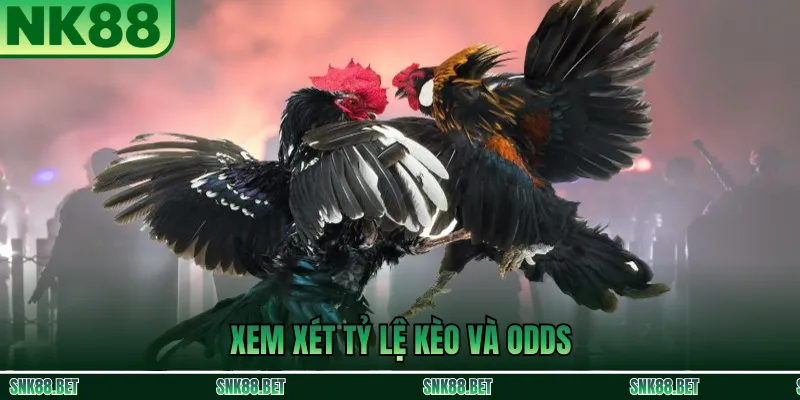 Theo dõi tỷ lệ kèo và odds đá gà trực tuyến tại NK88