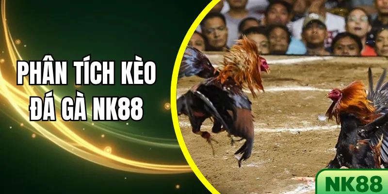 Hướng dẫn cách phân tích kèo đá gà NK88 chính xác 100%